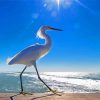 Bird On Beach Seascape paint by number