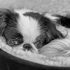 Black And White Japanese Chin Dog Animal paint by number