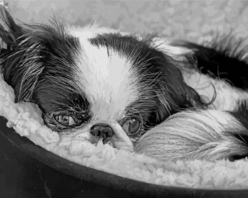 Black And White Japanese Chin Dog Animal paint by number