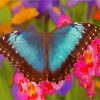 Blue Butterfly And Pink Orchid paint by number