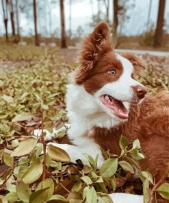 Brown Border Collie paint by number