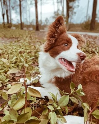 Brown Border Collie paint by number