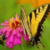 Butterfly And Bee On Flower Paint by number