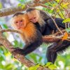 Capuchin Monkey Mother And Baby paint by number