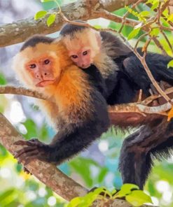 Capuchin Monkey Mother And Baby paint by number