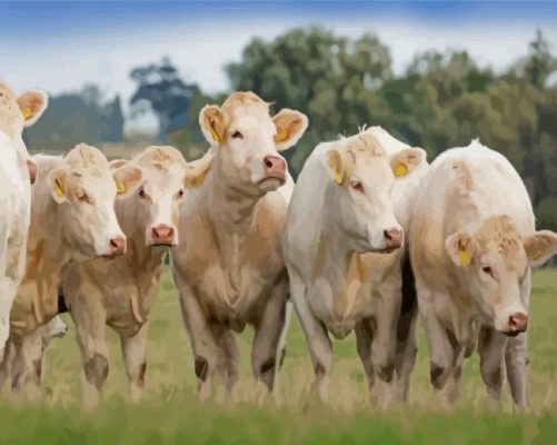 Charolais Cattles Paint by number