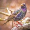 Colorful Starling Bird paint by number