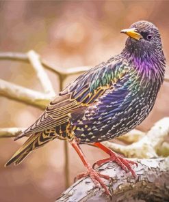 Colorful Starling Bird paint by number