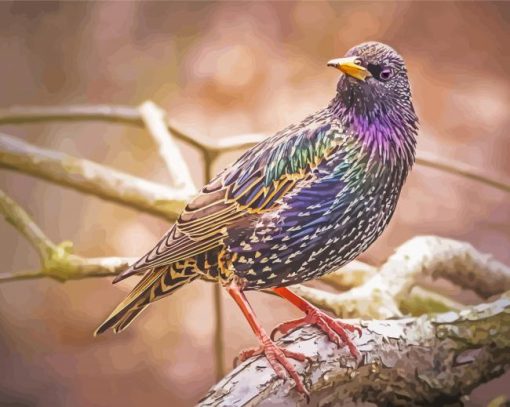 Colorful Starling Bird paint by number