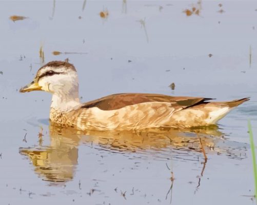 Cotton Pygmy Goose Paint by number