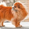 Cute Tibetan Spaniel paint by number