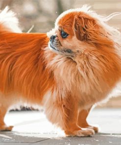 Cute Tibetan Spaniel paint by number