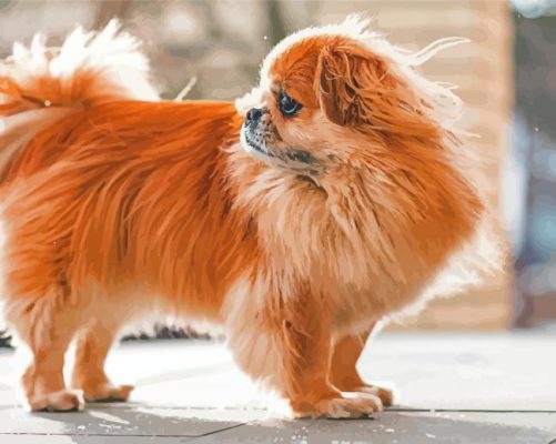 Cute Tibetan Spaniel paint by number