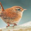 English Wren Paint by number