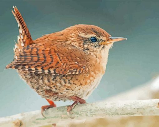 English Wren Paint by number