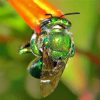 Green Euglossa Bazinga paint by number