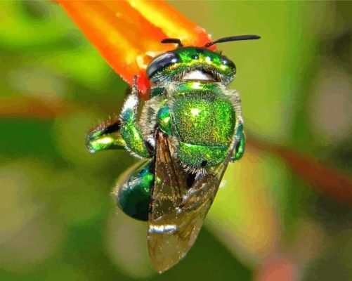 Green Euglossa Bazinga paint by number