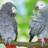 Grey Parrot paint by number