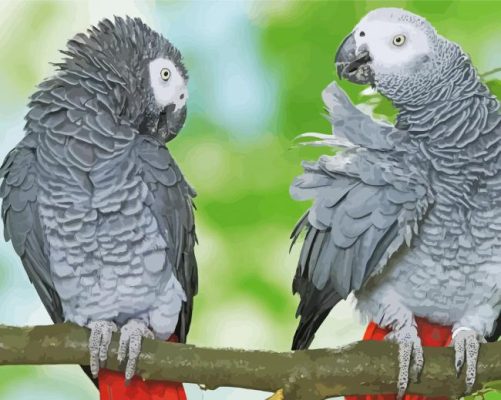 Grey Parrot paint by number