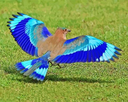 Indian Roller Bird paint by number