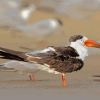 Indian Skimmer Paint by number