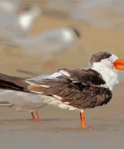 Indian Skimmer Paint by number