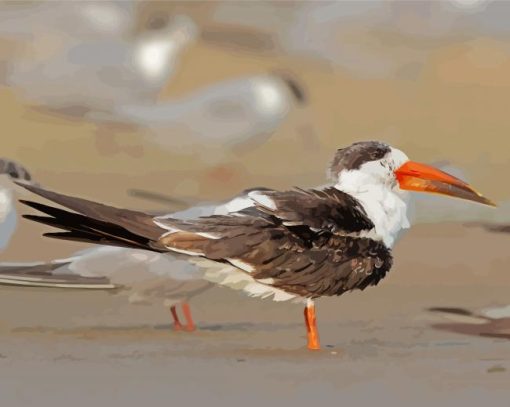 Indian Skimmer Paint by number