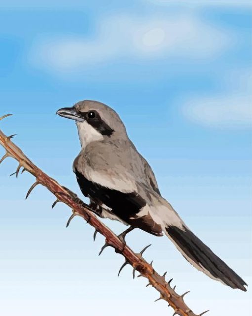 Loggerhead Shrike Bird Paint by number