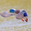 Mallard Ducks Bird Paint by number