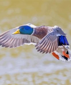 Mallard Ducks Bird Paint by number