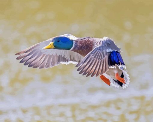 Mallard Ducks Bird Paint by number