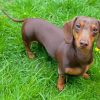 Miniature Dachshund paint by number