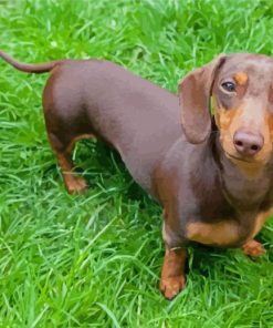 Miniature Dachshund paint by number