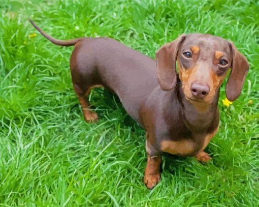 Miniature Dachshund paint by number