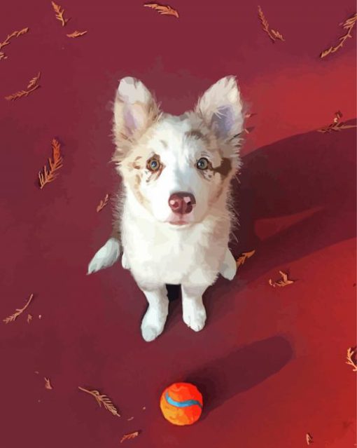 Red And White Border Collie Puppy Dog paint by number