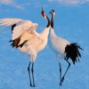 Red Crowned Cranes paint by number