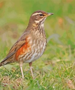 Redwing Bird Paint by number