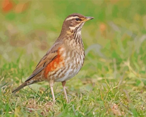 Redwing Bird Paint by number