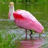 Roseate Spoonbill paint by number