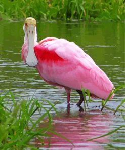 Roseate Spoonbill paint by number