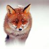 Sandfox In Snow paint by number