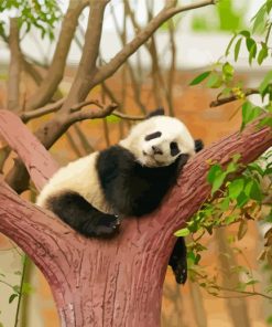 Sleeping Panda Paint by number