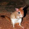 South African Springhare Rodent paint by number