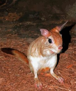 South African Springhare Rodent paint by number