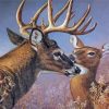 Whitetail Buck And Doe paint by number