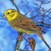 Yellowhammer Bird In Winter paint by number