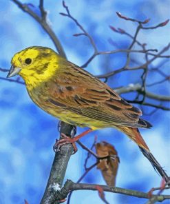 Yellowhammer Bird In Winter paint by number