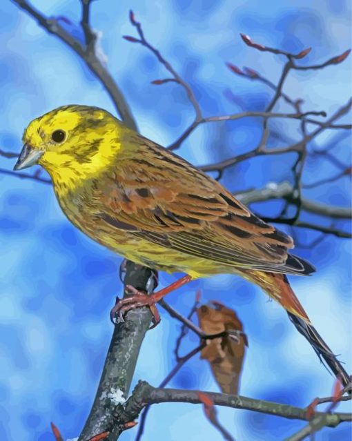 Yellowhammer Bird In Winter paint by number