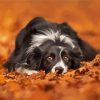 Adorable Border Collie In Leaves Paint by number