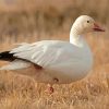 Aeshetic Snow Goose paint by number